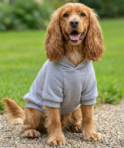 Dog's hoodie